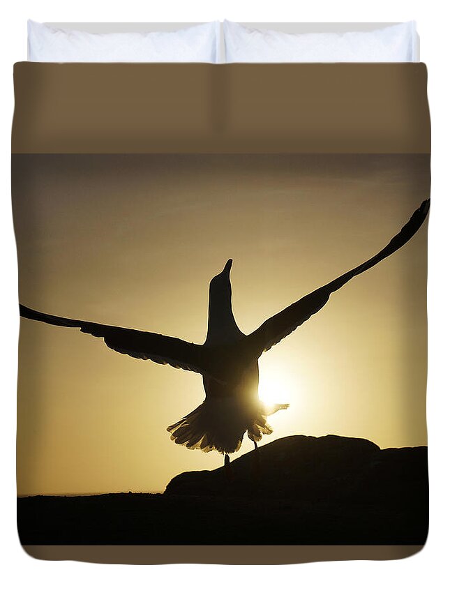 Feb0514 Duvet Cover featuring the photograph Western Gull At Sunset California #1 by Hiroya Minakuchi