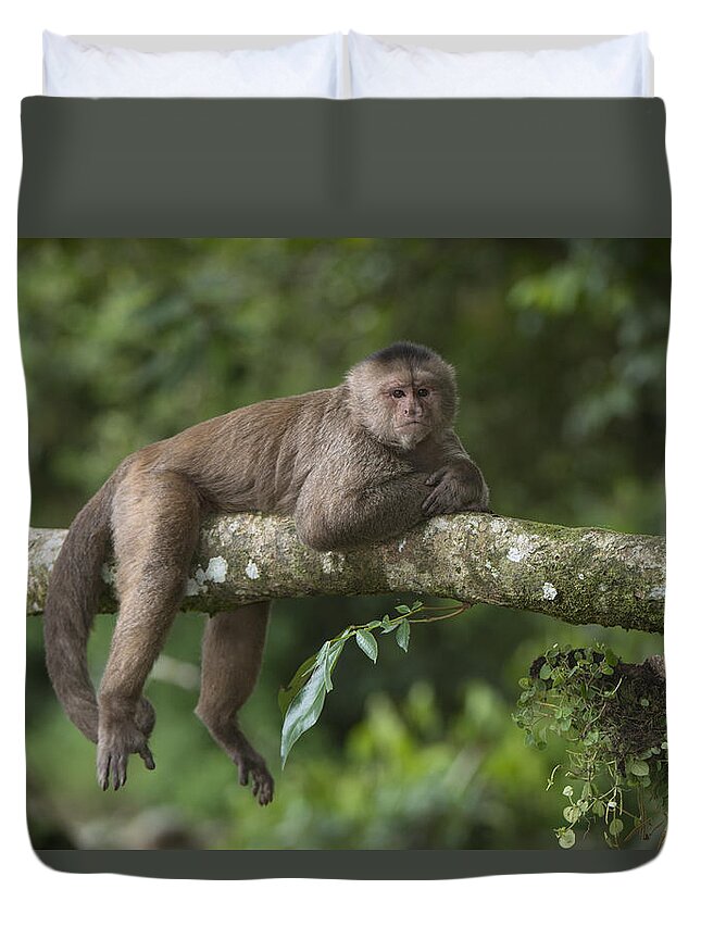 Pete Oxford Duvet Cover featuring the photograph White-fronted Capuchin Puerto #1 by Pete Oxford