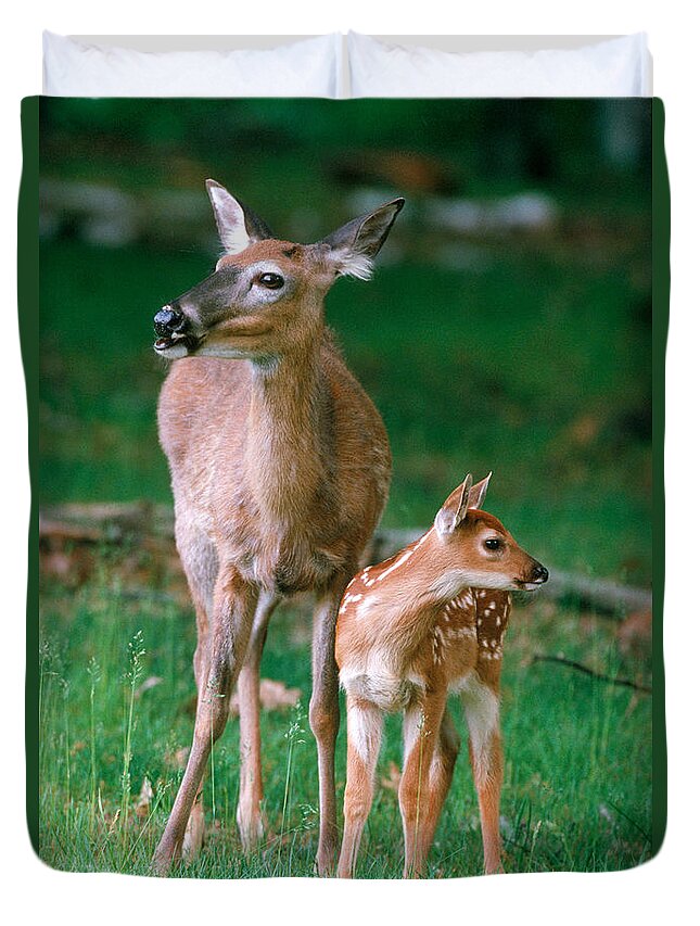 White-tailed Deer Duvet Cover featuring the photograph Whitetail Doe And Fawn #1 by Stephen J. Krasemann