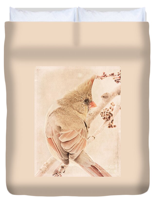 Bird Duvet Cover featuring the photograph Winter Cardinal #1 by Pam Holdsworth