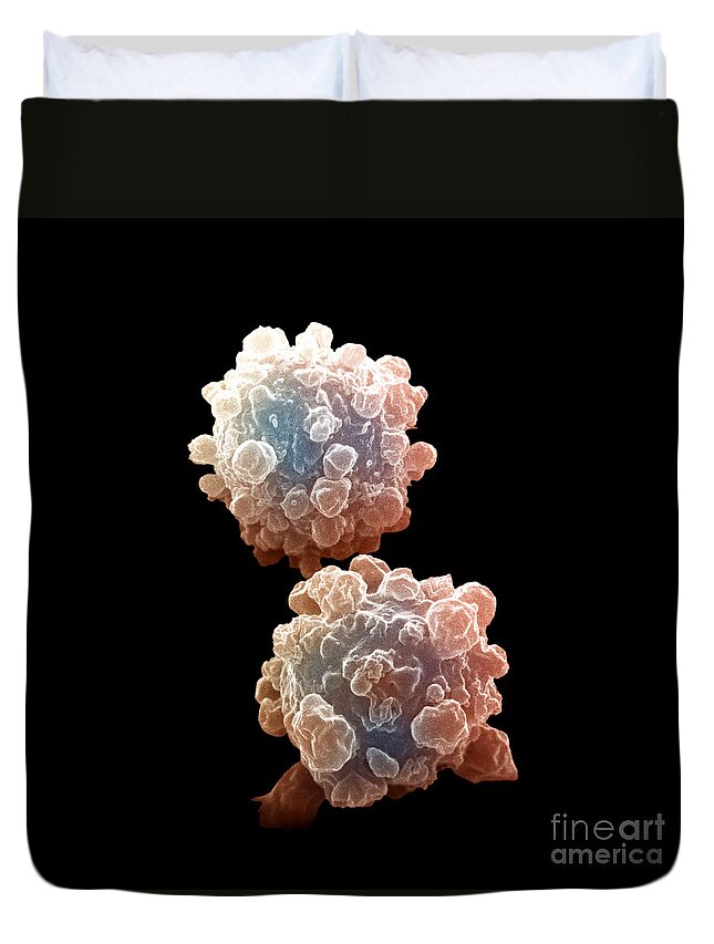 Lymphocytes Duvet Cover featuring the photograph Lymphocytes Undergoing Apoptosis #10 by David M. Phillips