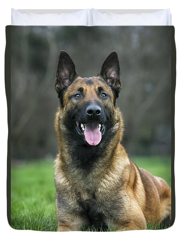 Belgian Shepherd Dog Duvet Cover featuring the photograph 101130p022 by Arterra Picture Library