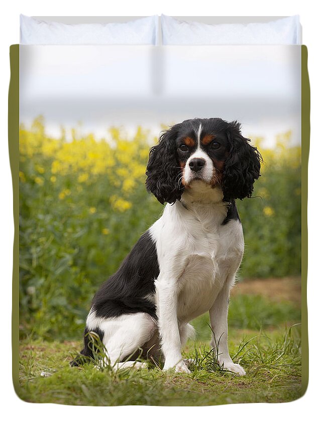 Dog Duvet Cover featuring the photograph Cavalier King Charles Spaniel #11 by John Daniels
