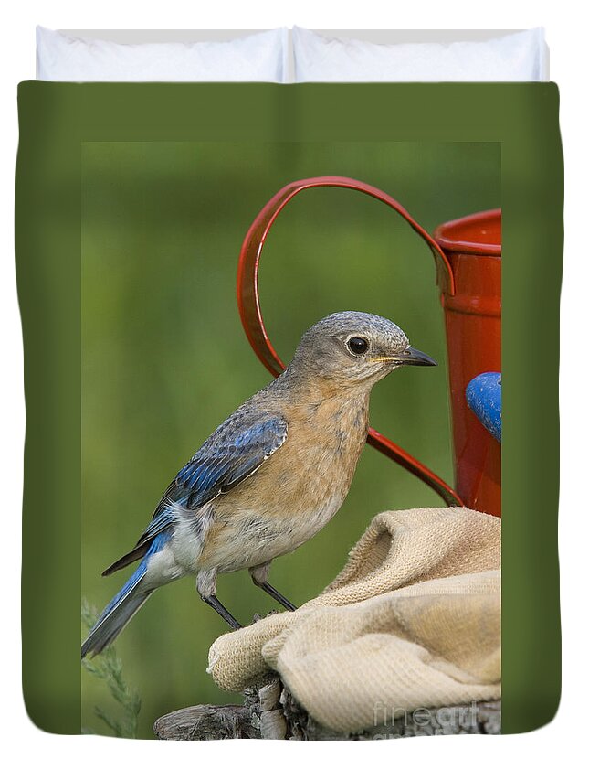 Fauna Duvet Cover featuring the photograph Female Eastern Bluebird #11 by Linda Freshwaters Arndt