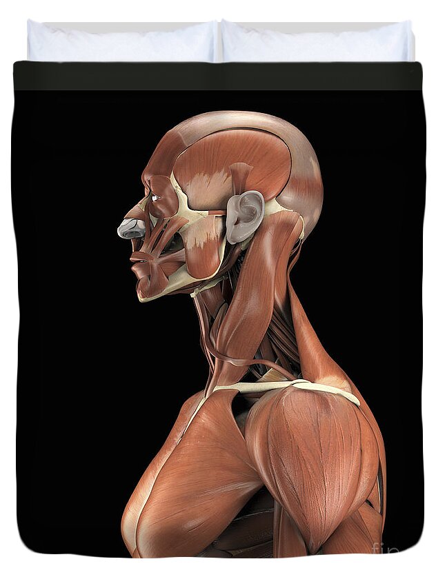 Facial Muscle Duvet Cover featuring the photograph Muscles Of The Upper Body #11 by Science Picture Co