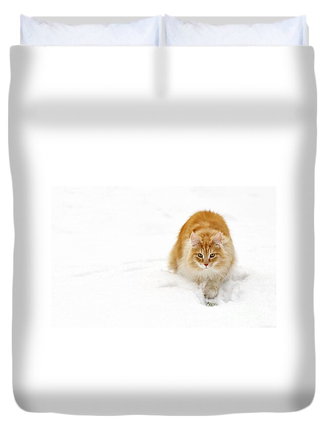 Norwegian Forest Cat Duvet Cover featuring the photograph 111230p310 by Arterra Picture Library