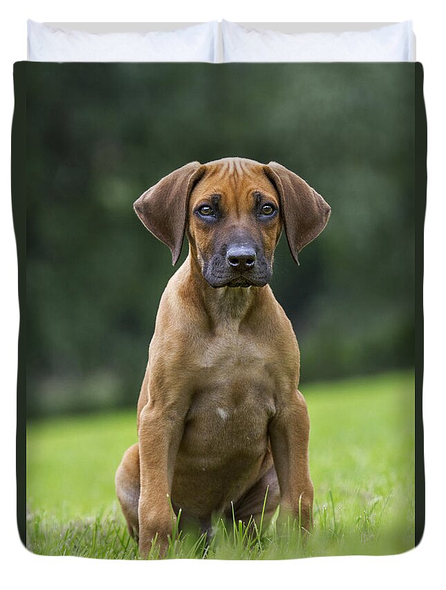 Rhodesian Ridgeback Duvet Cover featuring the photograph 130918p305 by Arterra Picture Library