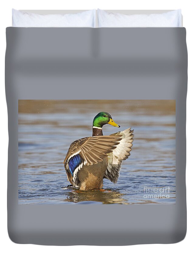 Mallard Duvet Cover featuring the photograph 140314p301 by Arterra Picture Library
