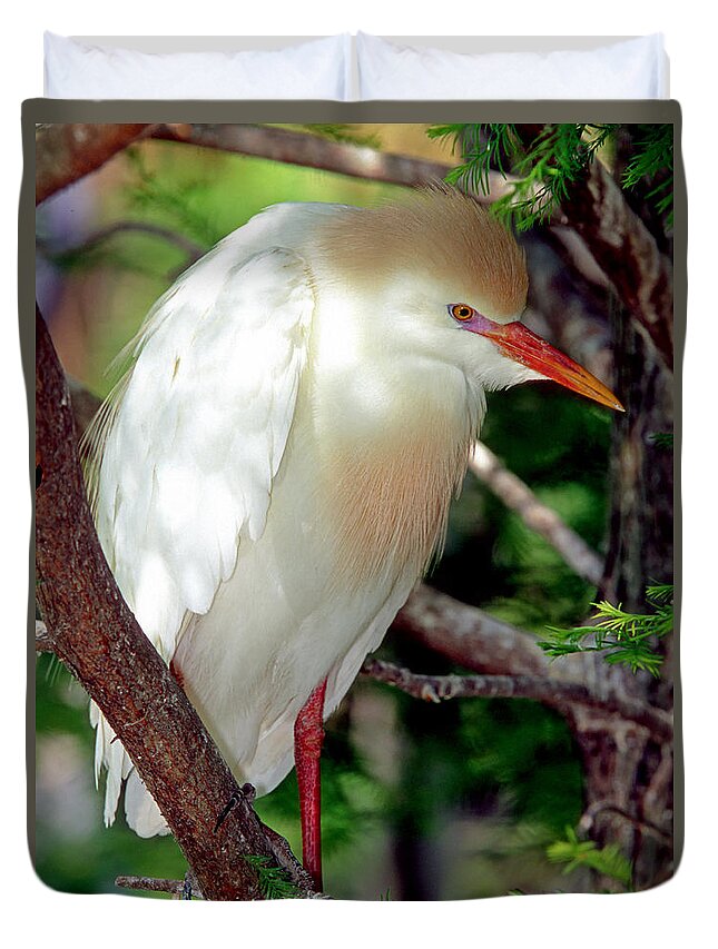 Fauna Duvet Cover featuring the photograph Cattle Egret Adult In Breeding Plumage #15 by Millard H. Sharp