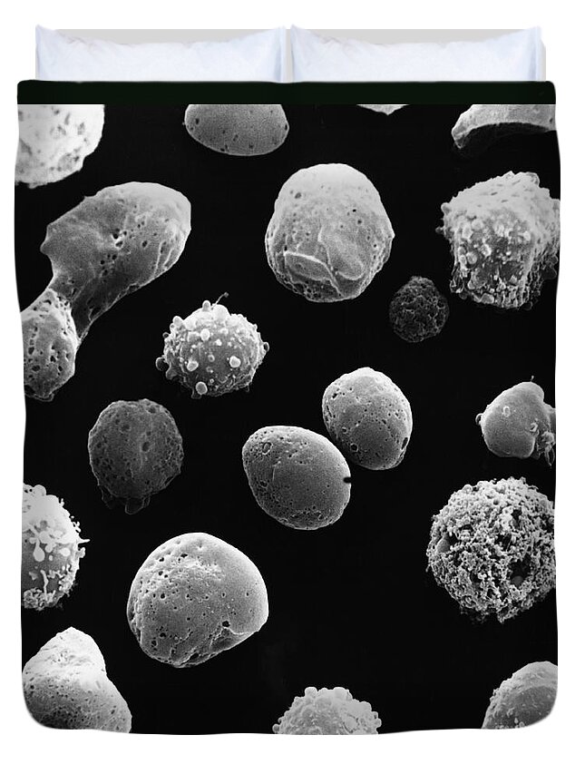 White Blood Cell Duvet Cover featuring the photograph Lymphocytes Undergoing Apoptosis #15 by David M. Phillips