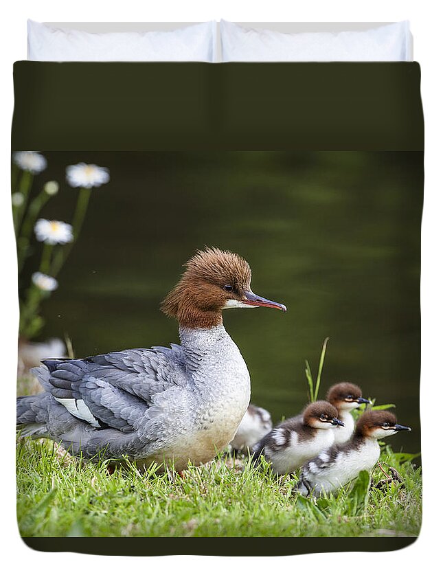 00517409 Duvet Cover featuring the photograph Common Merganser and Chicks by Konrad Wothe