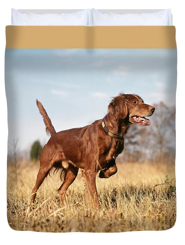 1960s Irish Setter Hunting Dog On Point Duvet Cover For Sale By