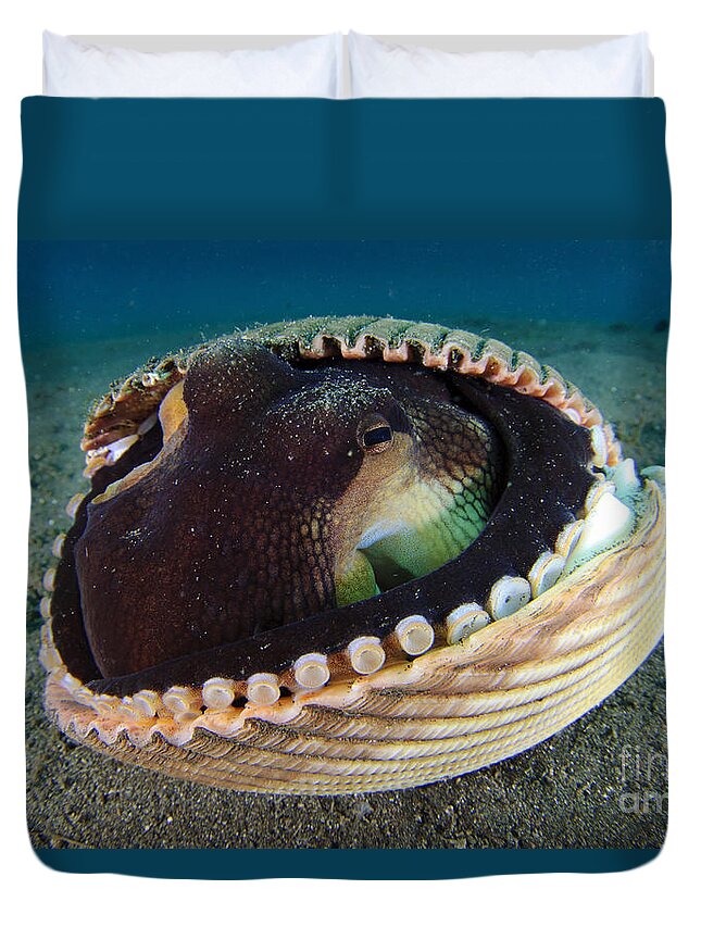 Coconut Octopus Duvet Covers