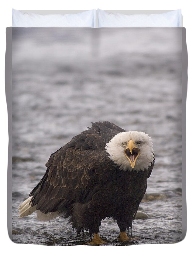Feb0514 Duvet Cover featuring the photograph Bald Eagle Calling Alaska #2 by Michael Quinton