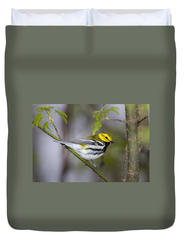 Animal Duvet Cover featuring the photograph Black Throated Green Warbler #3 by Jack R Perry