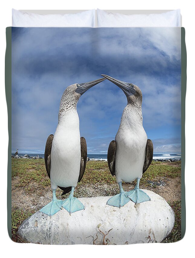 531693 Duvet Cover featuring the photograph Blue-footed Booby Pair Courting by Tui De Roy