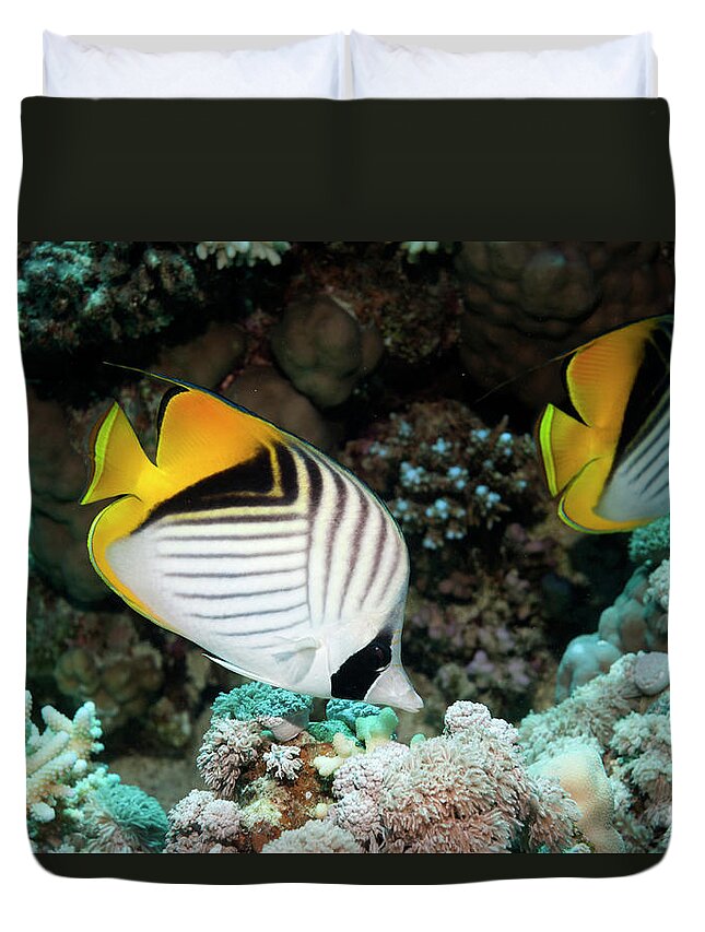 Red Sea Duvet Cover featuring the photograph Butterflyfish #2 by Georgette Douwma