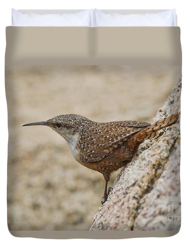 Canyon Wren Duvet Cover featuring the photograph Canyon Wren #2 by Anthony Mercieca