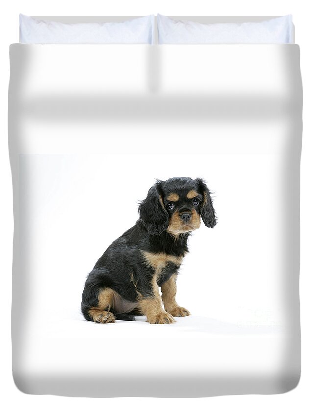 Dog Duvet Cover featuring the photograph Cavalier King Charles Spaniel Pup #2 by John Daniels