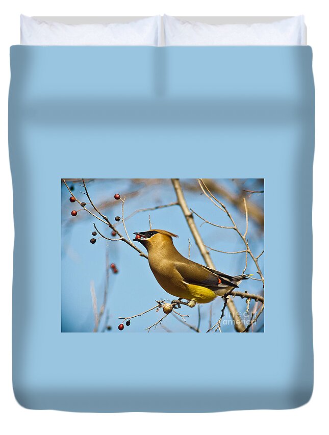 Nature Duvet Cover featuring the photograph Cedar Waxwing With Berry #2 by Robert Frederick