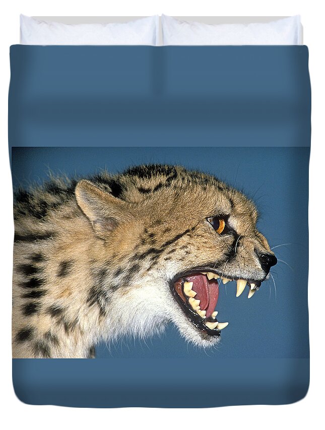 Acinonyx Duvet Cover featuring the photograph Cheetah Acinonyx Jubatus #2 by G Ronald Austing