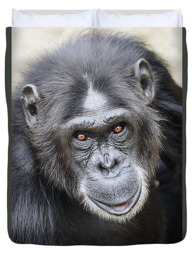 Hiroya Minakuchi Duvet Cover featuring the photograph Chimpanzee Portrait Ol Pejeta #2 by Hiroya Minakuchi