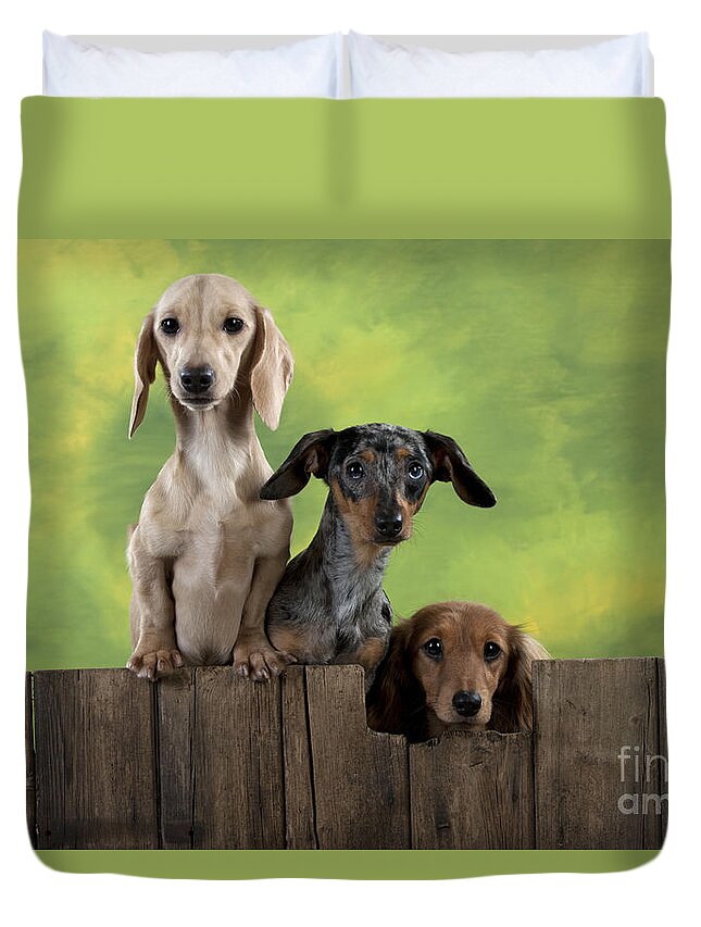 Dachshund Duvet Cover featuring the photograph Dachshunds Looking Over Fence #1 by John Daniels