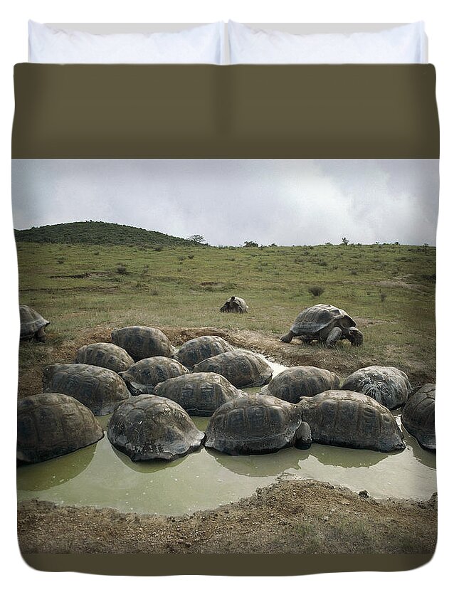 Feb0514 Duvet Cover featuring the photograph Galapagos Giant Tortoises Wallowing #2 by Tui De Roy