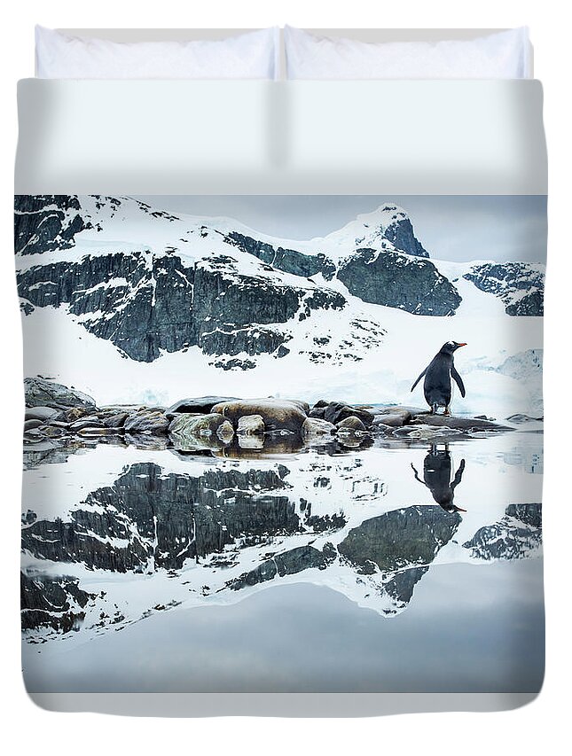 Iceberg Duvet Cover featuring the photograph Gentoo Penguin, Cuverville Island #2 by Paul Souders