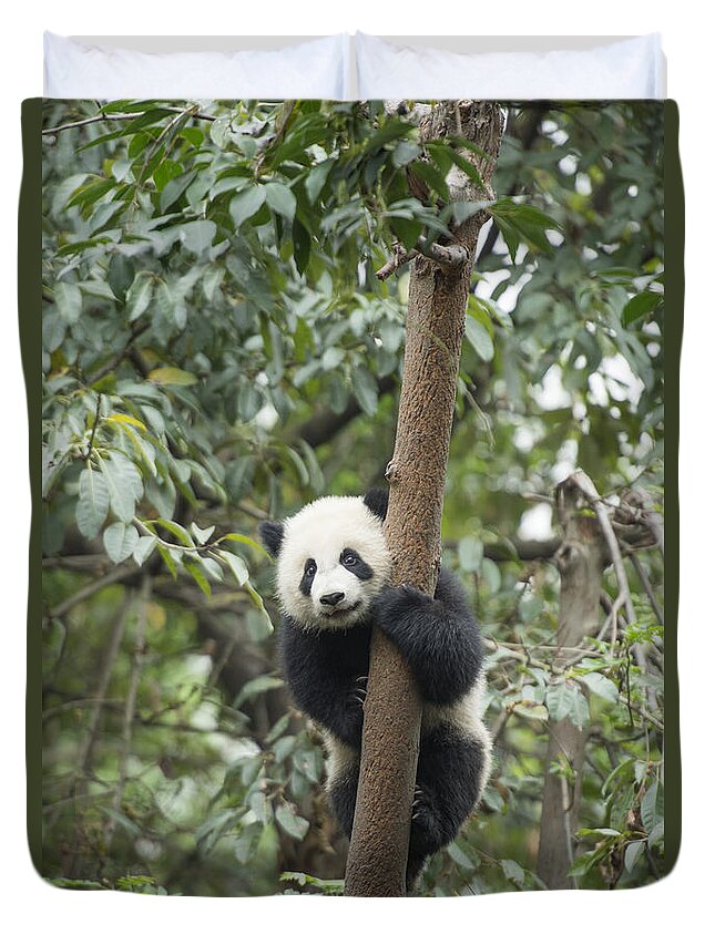Katherine Feng Duvet Cover featuring the photograph Giant Panda Cub Chengdu Sichuan China by Katherine Feng