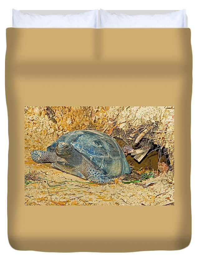 Nature Duvet Cover featuring the photograph Gopher Tortoise In Burrow #2 by Millard H. Sharp