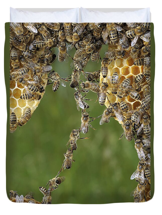 Feb0514 Duvet Cover featuring the photograph Honey Bees Join To Repair Honeycomb #2 by Heidi & Hans-Juergen Koch