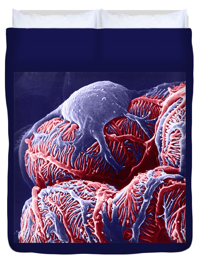 System Duvet Cover featuring the photograph Kidney Glomerulus, Sem by Don W Fawcett