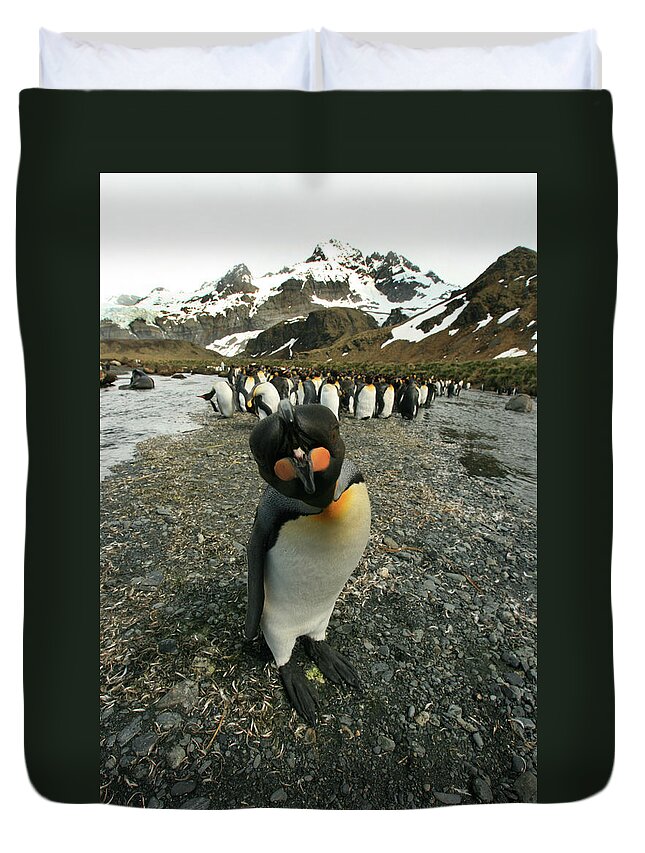 Juvenile King Penguin Duvet Cover featuring the photograph King Penguin #3 by Amanda Stadther
