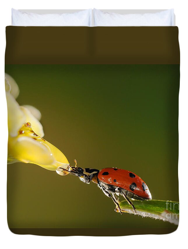 Ladybug Duvet Cover featuring the photograph Ladybug Drinking #2 by Scott Linstead