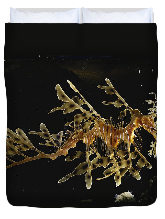 Actinopterygii Duvet Cover featuring the photograph Leafy Sea Dragon by Paul Zahl