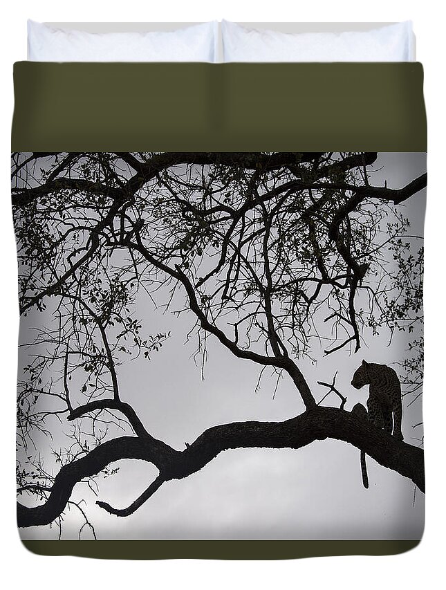 Sergey Gorshkov Duvet Cover featuring the photograph Leopard Sabi-sands Game Reserve South #2 by Sergey Gorshkov
