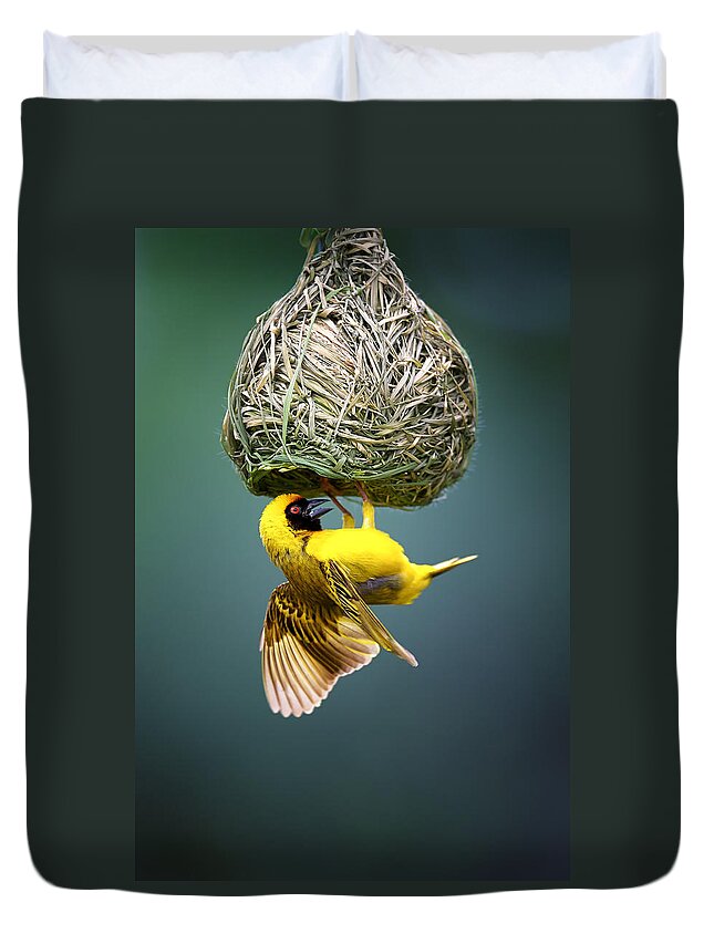 Africa Duvet Cover featuring the photograph Masked weaver at nest by Johan Swanepoel