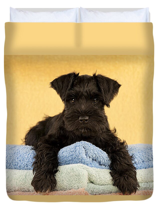 Dog Duvet Cover featuring the photograph Miniature Schnauzer Puppy #2 by John Daniels