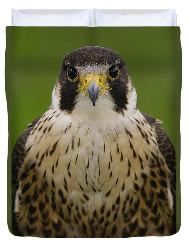 Feb0514 Duvet Cover featuring the photograph Peregrine Falcon Portrait Ecuador #2 by Pete Oxford