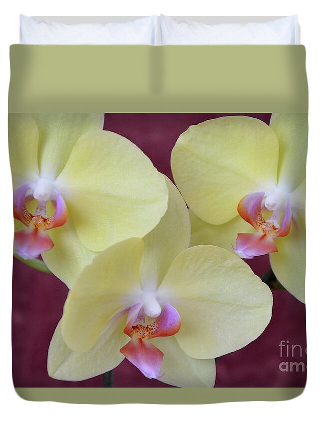 Orchids Duvet Cover featuring the photograph Phalaenopsis Fullers Sunset Orchid - No 2 #1 by Mary Deal
