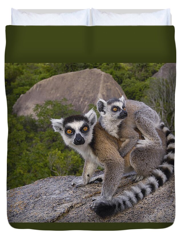 Feb0514 Duvet Cover featuring the photograph Ring-tailed Lemur And Young Madagascar #2 by Pete Oxford