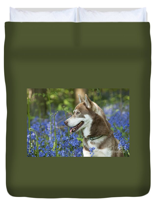Dog Duvet Cover featuring the photograph Siberian Husky In Bluebells #2 by John Daniels