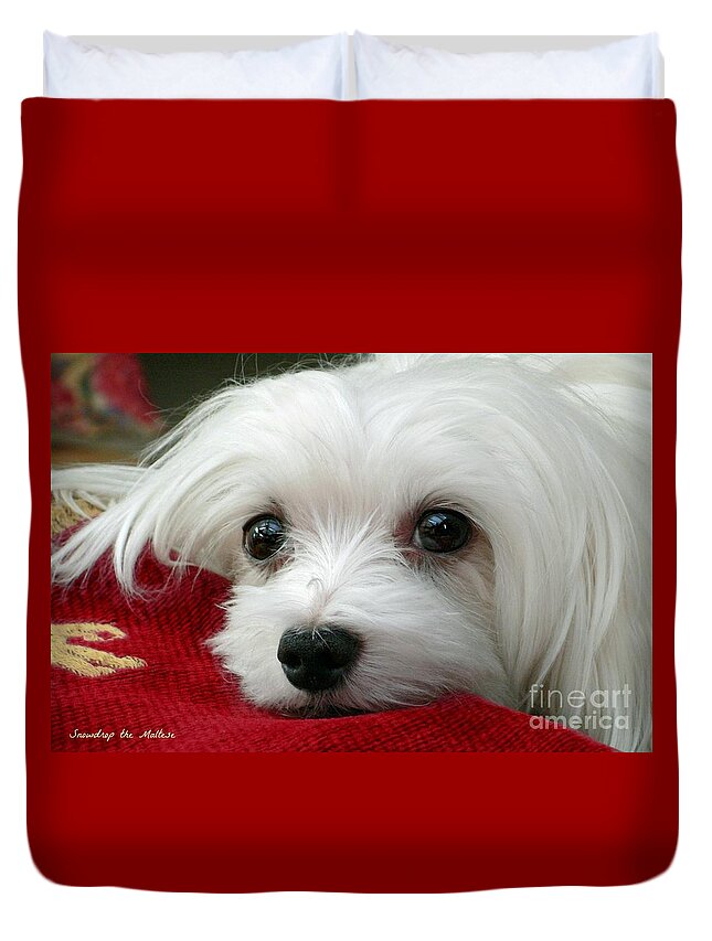 Maltese Dog Duvet Cover featuring the photograph Snowdrop the Maltese #8 by Morag Bates