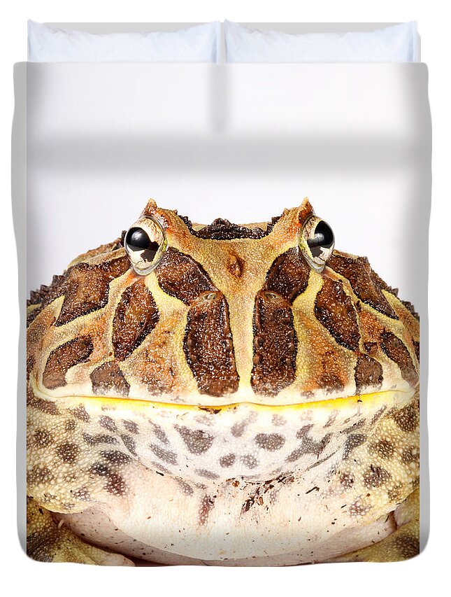 Pac Man Frog Duvet Cover featuring the photograph South American Horned Frog #2 by David Kenny