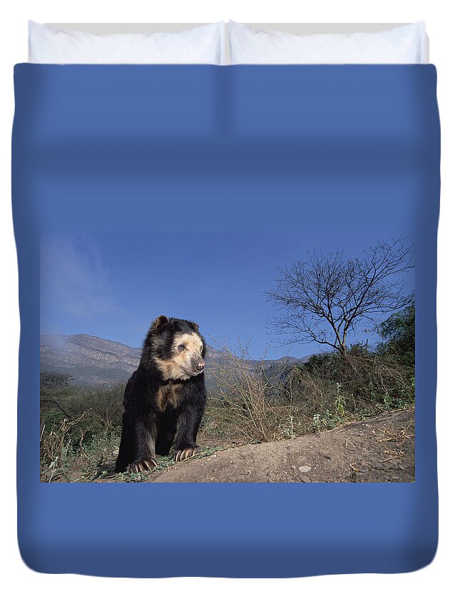 Feb0514 Duvet Cover featuring the photograph Spectacled Bear In Andean Foothills Peru #2 by Tui De Roy