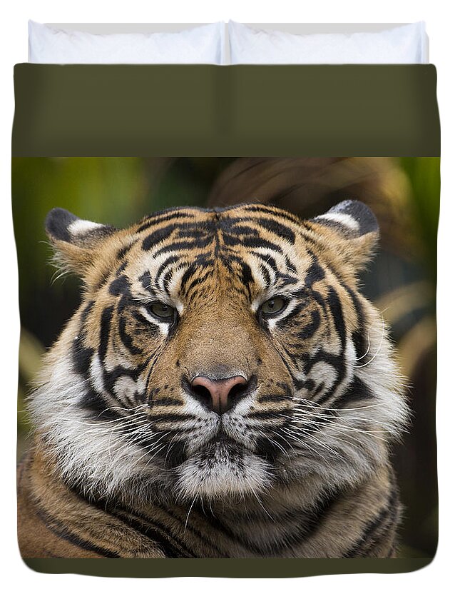 San Diego Zoo Duvet Cover featuring the photograph Sumatran Tiger #2 by San Diego Zoo