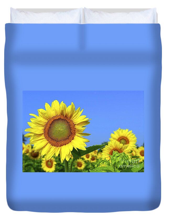 Sunflower Duvet Cover featuring the photograph Sunflower field 1 by Elena Elisseeva