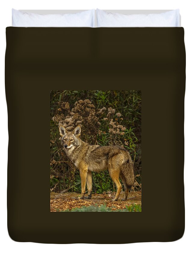 The Coyote Duvet Cover featuring the photograph The Coyote #1 by Ernest Echols
