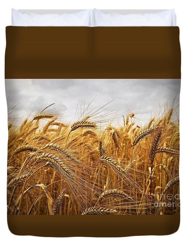 Wheat Duvet Cover featuring the photograph Wheat by Elena Elisseeva